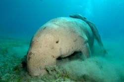 Dennis the Dugong and his friends...doing what comes natu... by Simon Pickering 